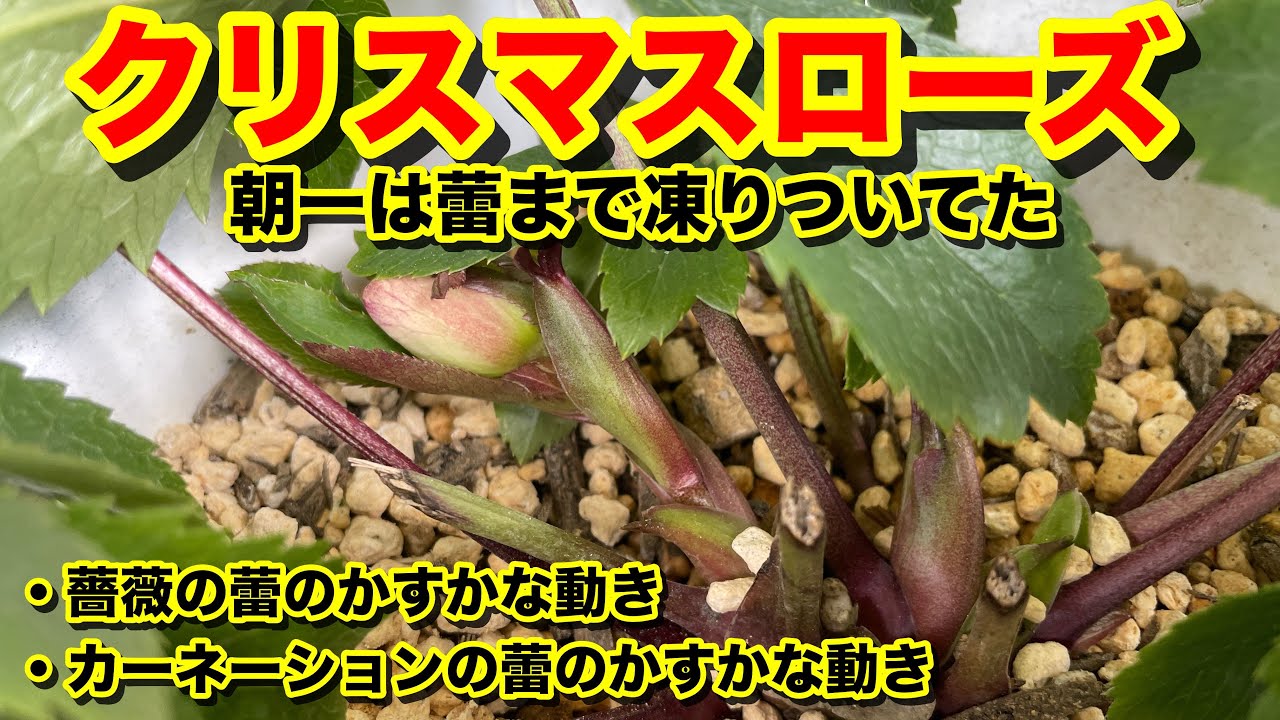 Flower845 バルコニー&ガーデン 今週の変化はクリスマスローズの開花、その他のクリスマスローズの花枝と蕾の様子、ミニ薔薇の挿穂の鉢上げその後、ヒロコガーデン春の新芽の様子