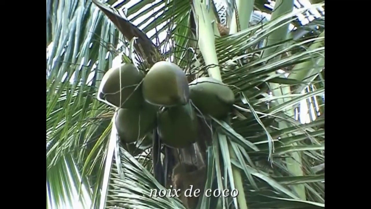 Les #Antilles les paysages paradisiaques de #Martinique ( l'Ile aux fleurs )