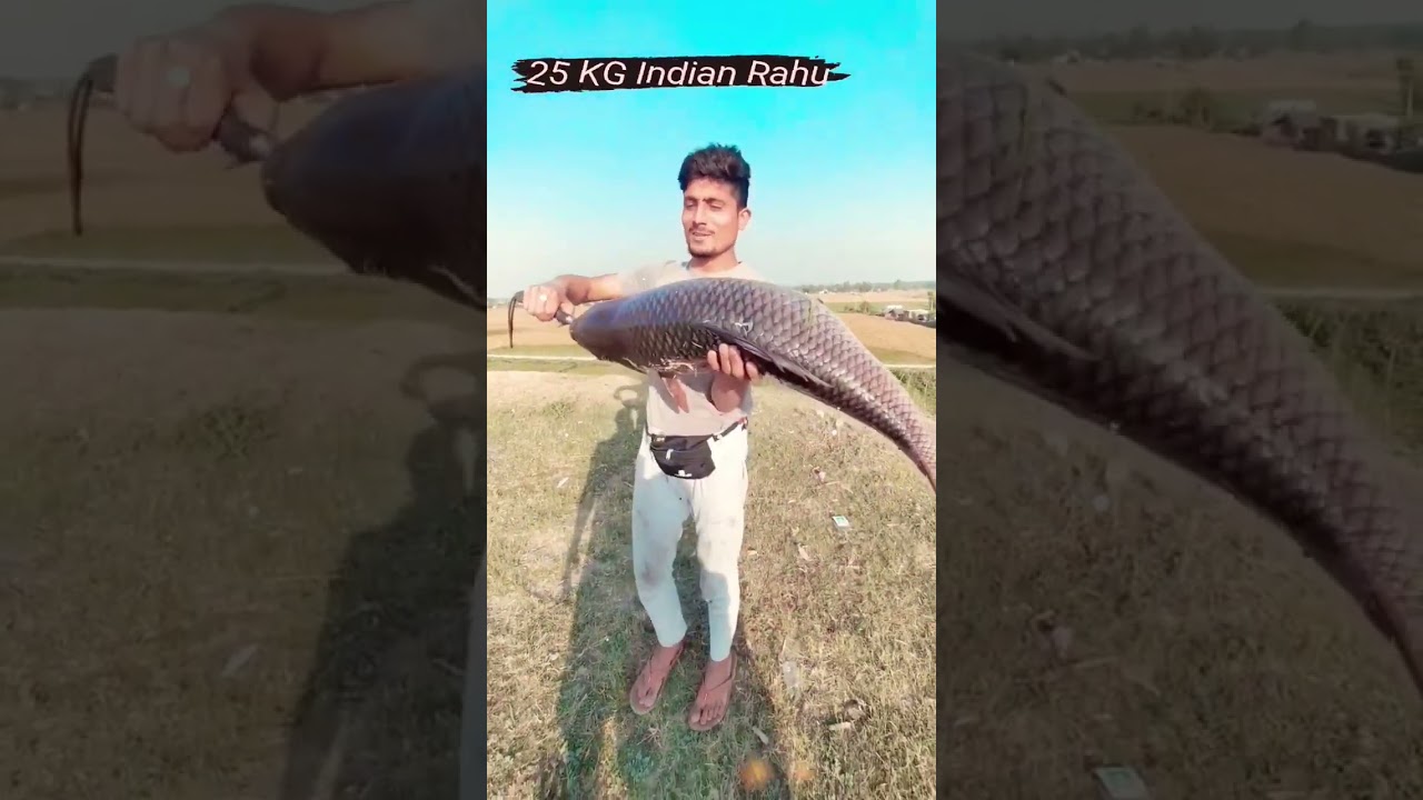Indian Rahu; Big size rohu,? बहुत बड़ा राहु 🐠