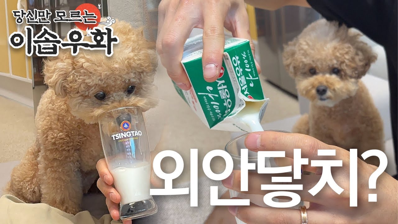 주둥이가 짧아 슬픈 강아지