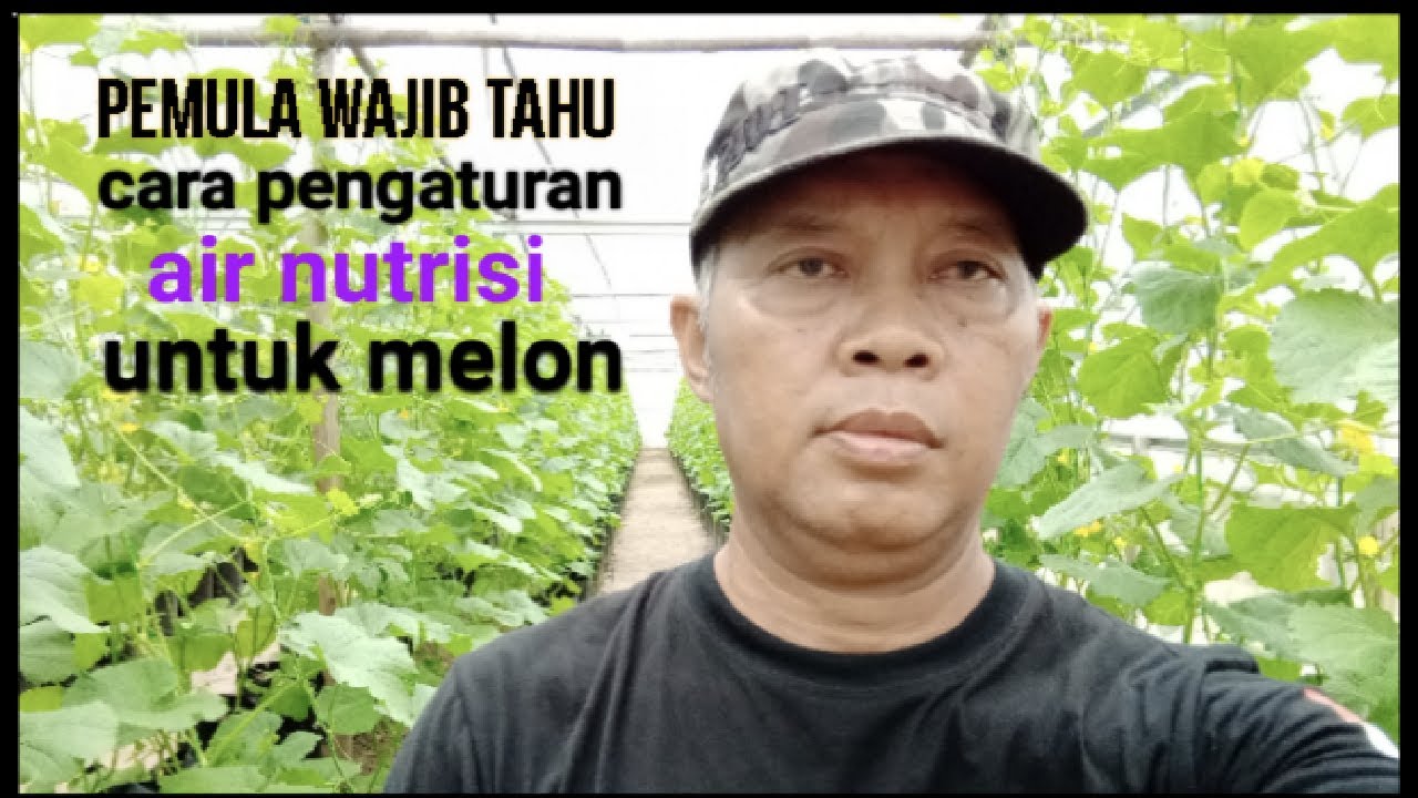 cara menggunakan takaran air nutrisi untuk melon
