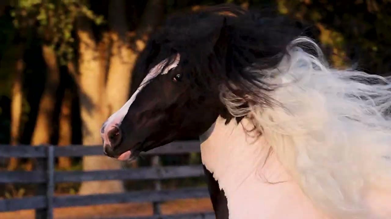 SGV Maybe My Valentine - Gypsy Vanner gelding - Florida