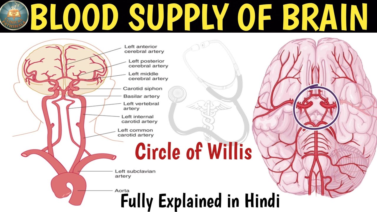 Blood Supply of Brain & Circle of Willis Explained in Hindi | Anatomy