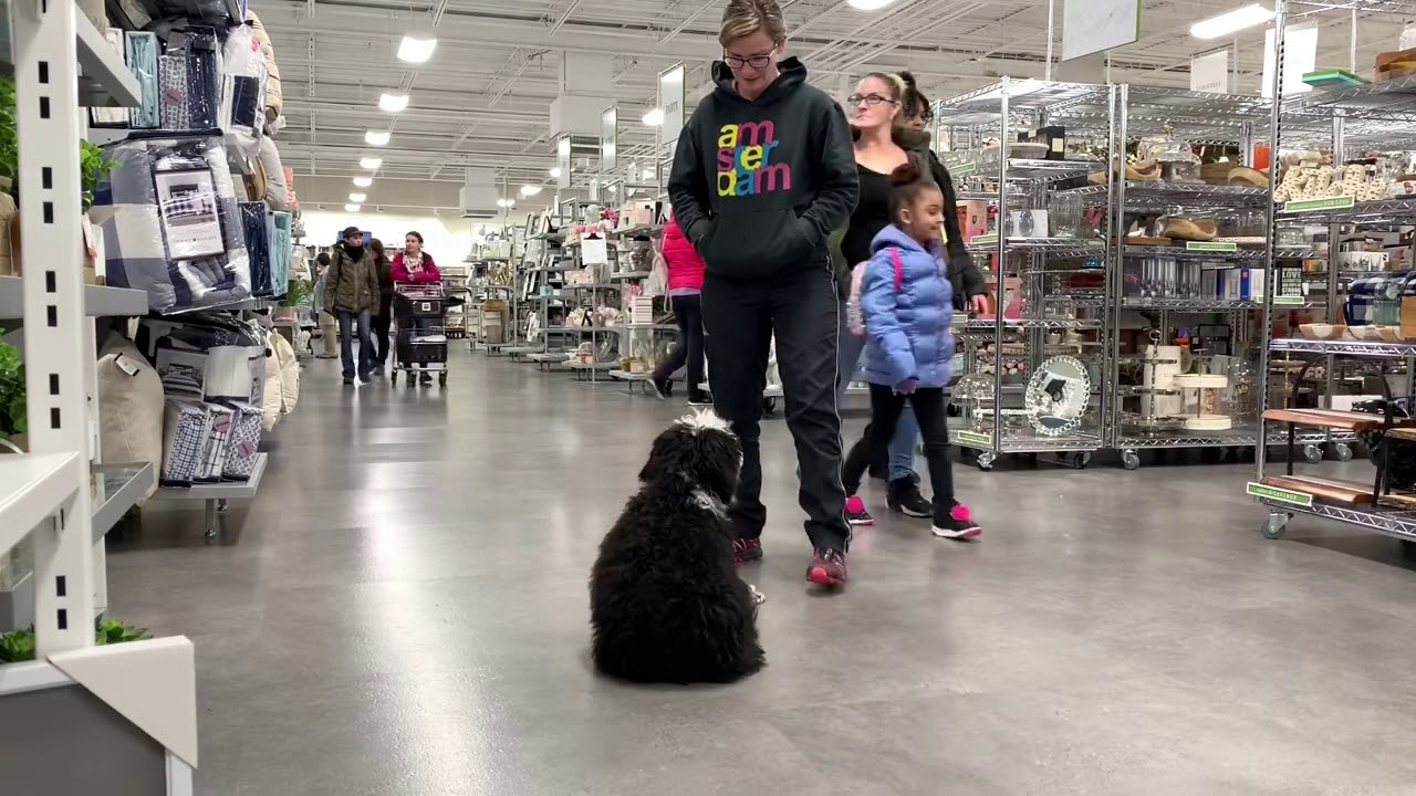 Ruby, 5 month old mini Bernedoodle! | Before & After | Springfield Dog Trainers | Best Dog Trainers