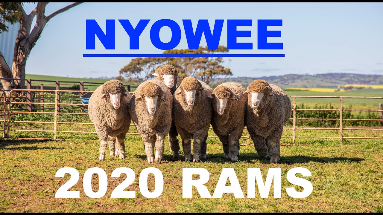 Nyowee Poll Merino Stud, 2020 Rams