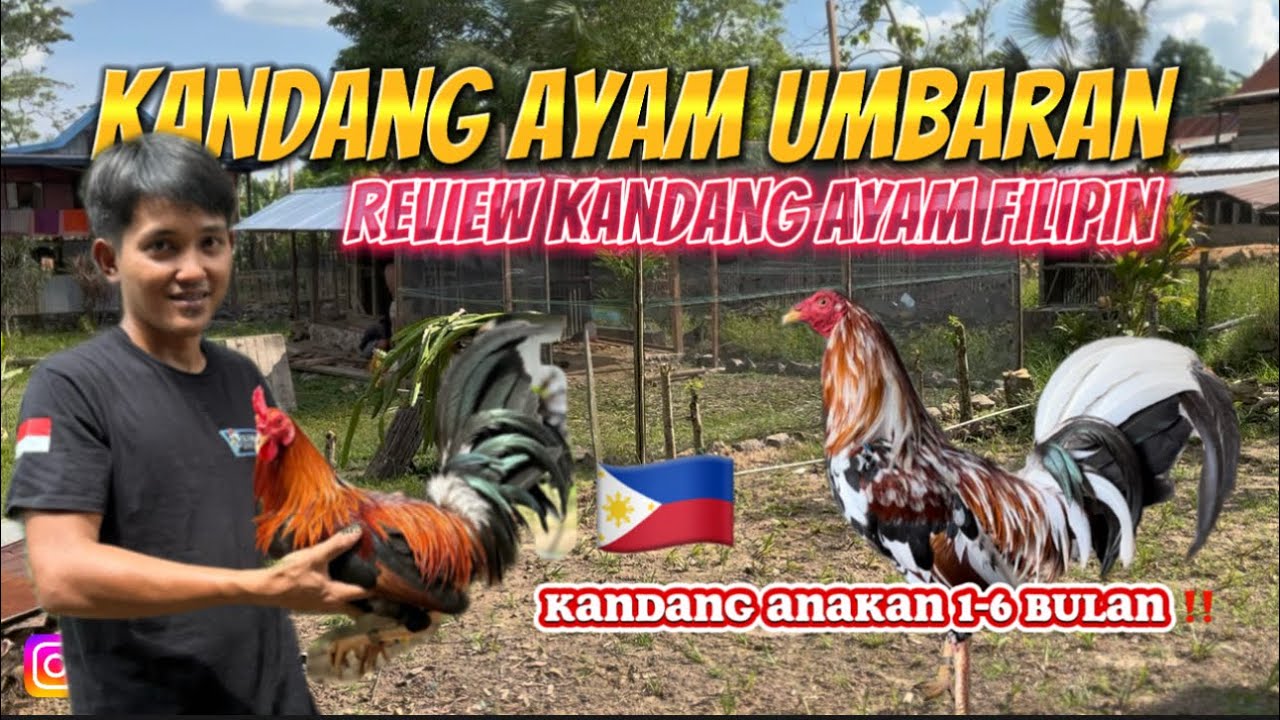 Kandang Ayam Umbaran Modern ‼️ Kandang AY4M IMP0RT 🔥