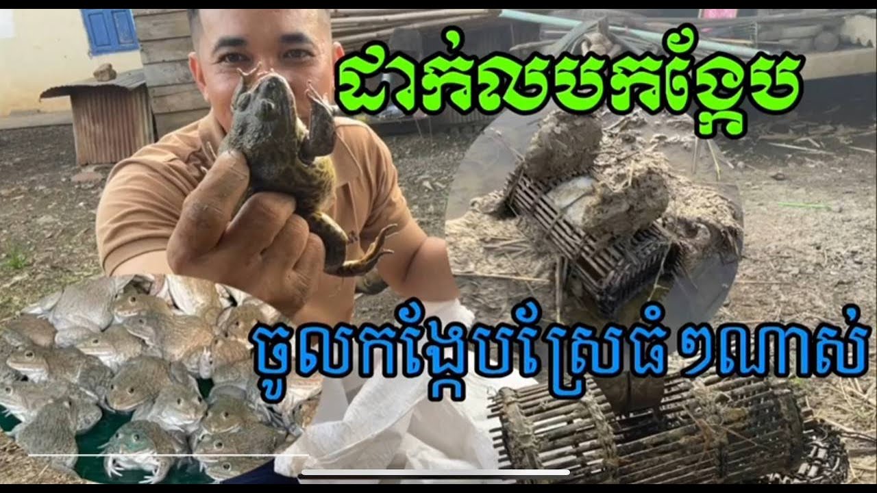 ការដាក់លបកង្កែប ប្រភេទនេះ ចូលកង្កែបស្រែធំៗណាស់ Catch frogs by put cages