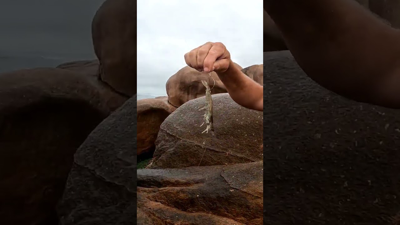 Fa&ccedil;a isso e pegue muitos robalos. #pescaria #robalo #camaraovivo #costao