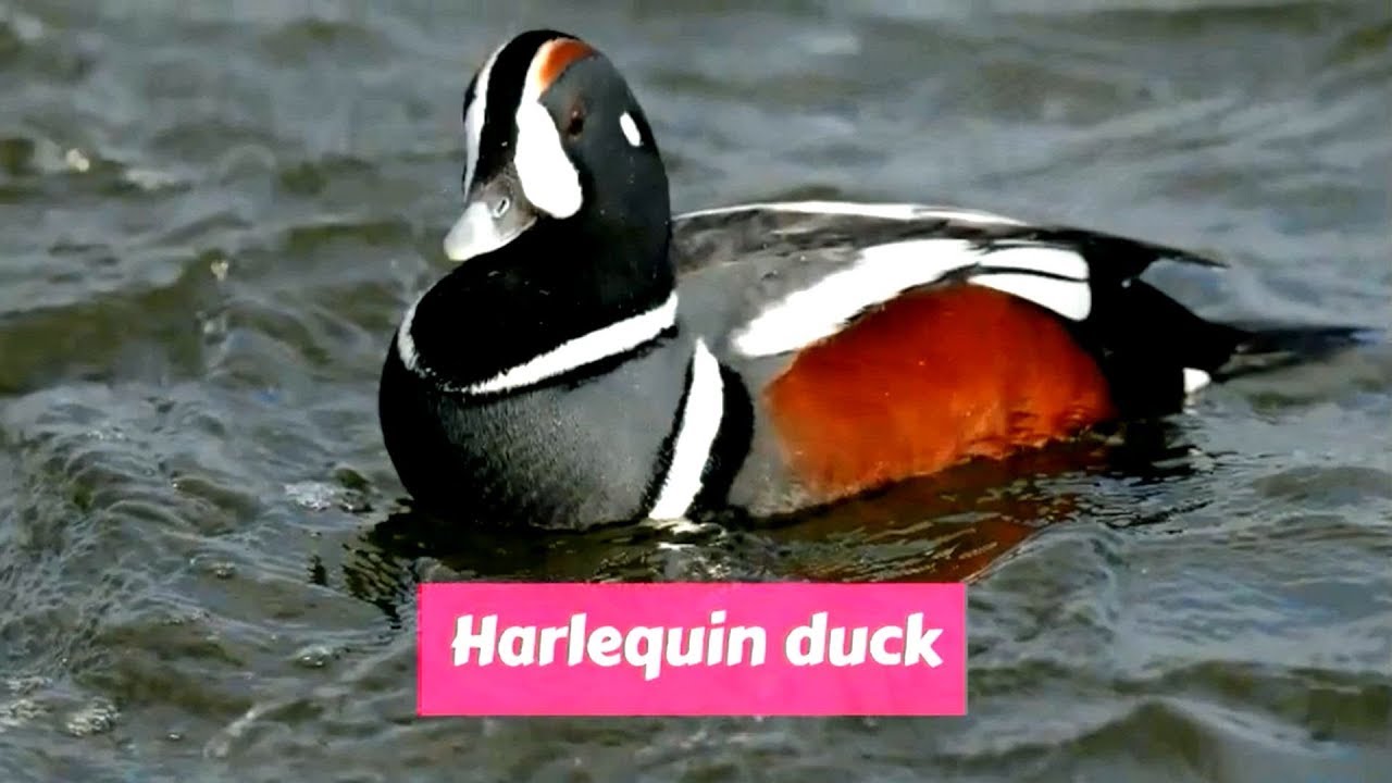 Harlequin duck (Histrionicus histrionicus)
