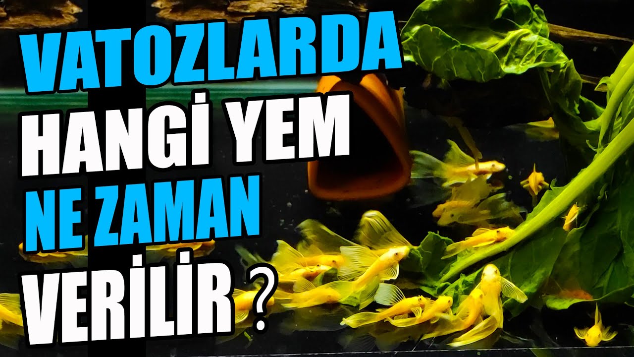 HANGİ YEM NE ZAMAN VERİLİR ? Vatozlara Hangi Yem Verilir?, Vatoz Yemleme, Yem Türleri