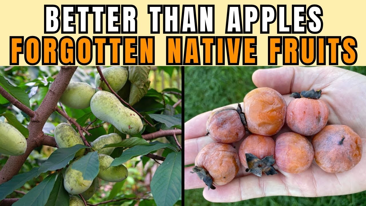 This 7 Forgotten Native Fruits Is Better Than Apples | Often Overlooked in Today’s Home Gardens