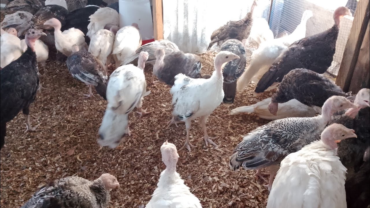 Élevage de dindons : Ce que j'aurai aimé savoir avant de commencer!