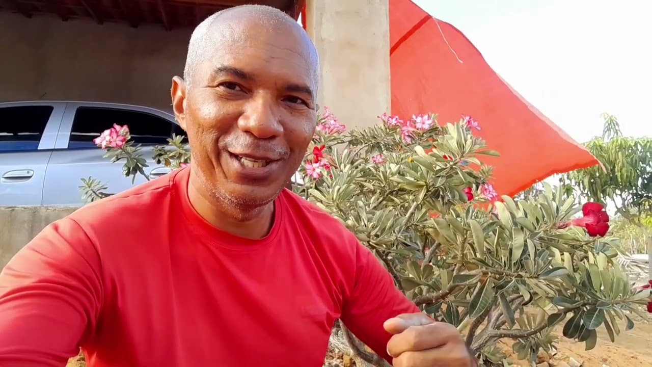 A Rosa do Deserto