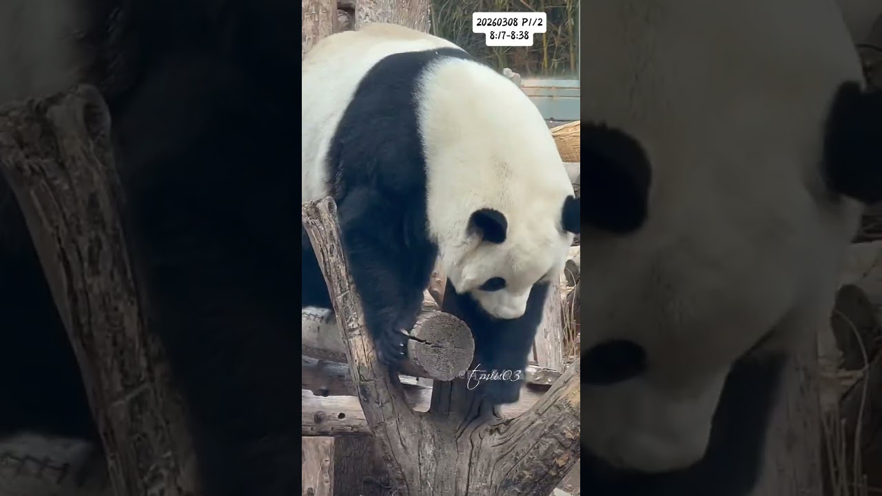 8.3.2026 P1/2 MengLan/萌兰日记