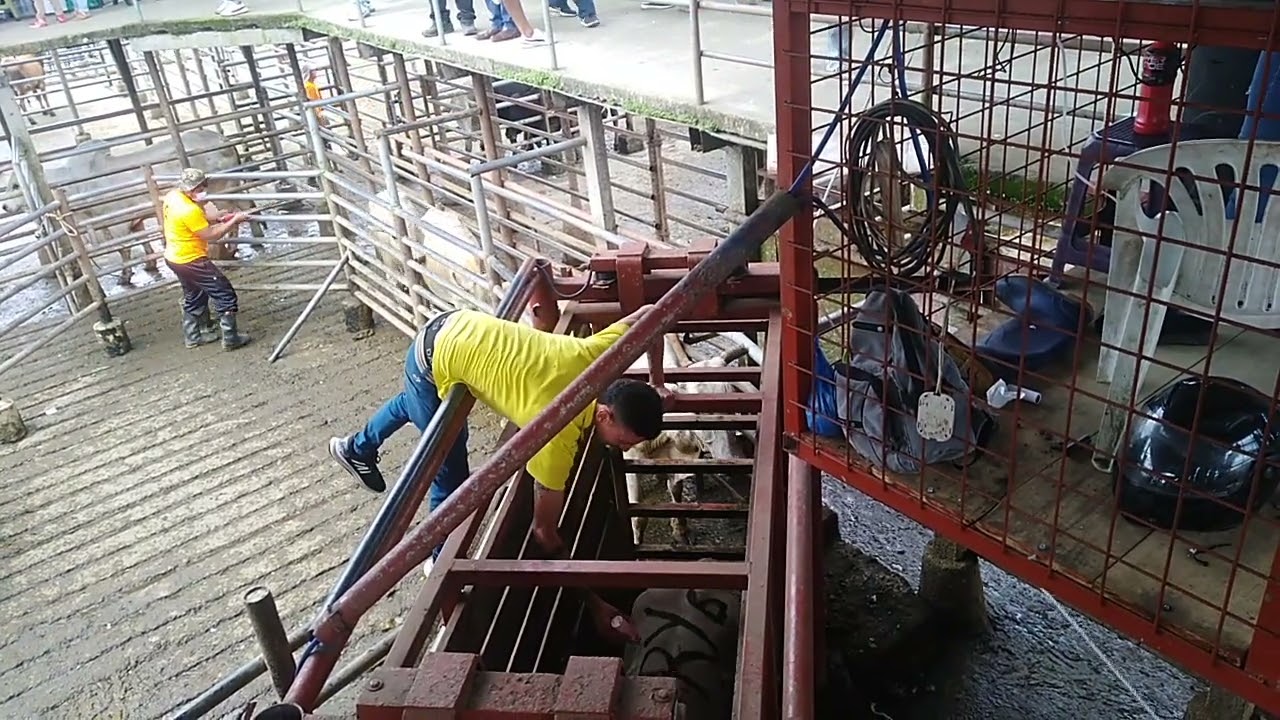 feria ganadera en la ciudad de sto domingo de los colorados Ecuador...