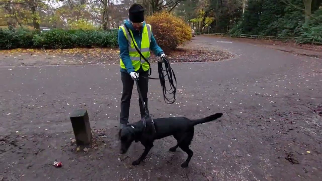 Team Meja, Derby K9 & Unleash Dog Training, Mantrailing