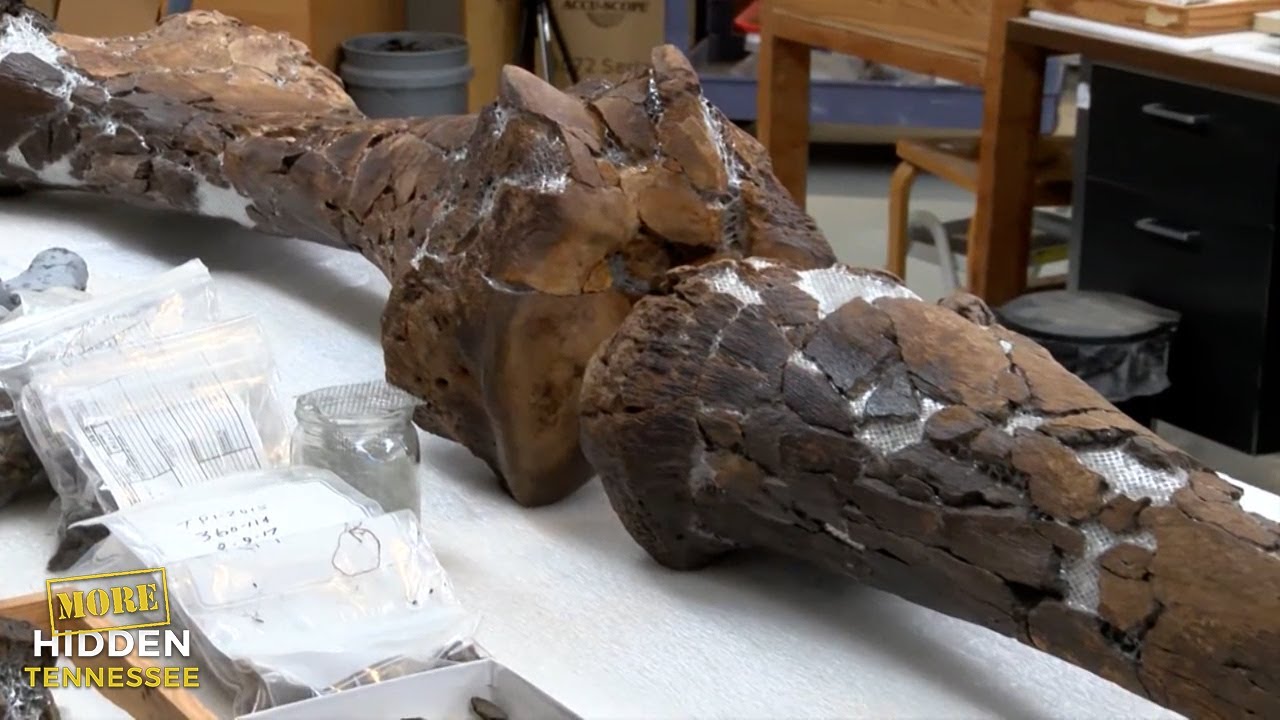 Fossils you won’t find anywhere except Tennessee