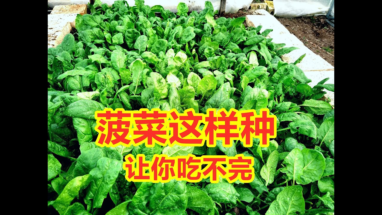 菠菜专业要点，如何获得菠菜的高产？ 菠菜高产技术要点。抓准这些重点，菠菜吃不完