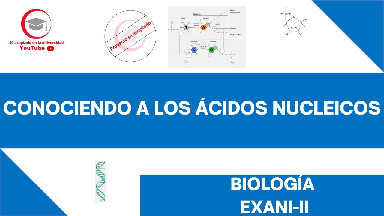 CONOCIENDO A LOS ÁCIDOS NUCLEICOS | BIOLOGÍA | EXANI-II 2024