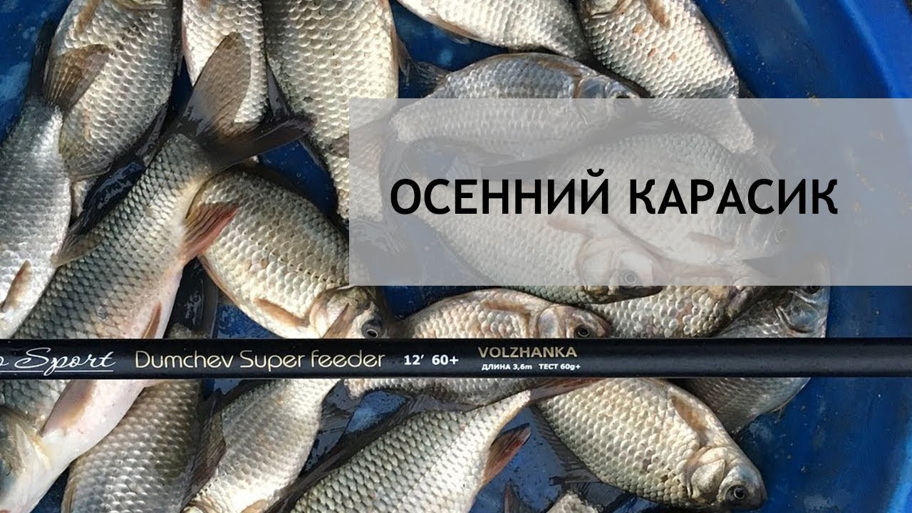 Осенний карасик.