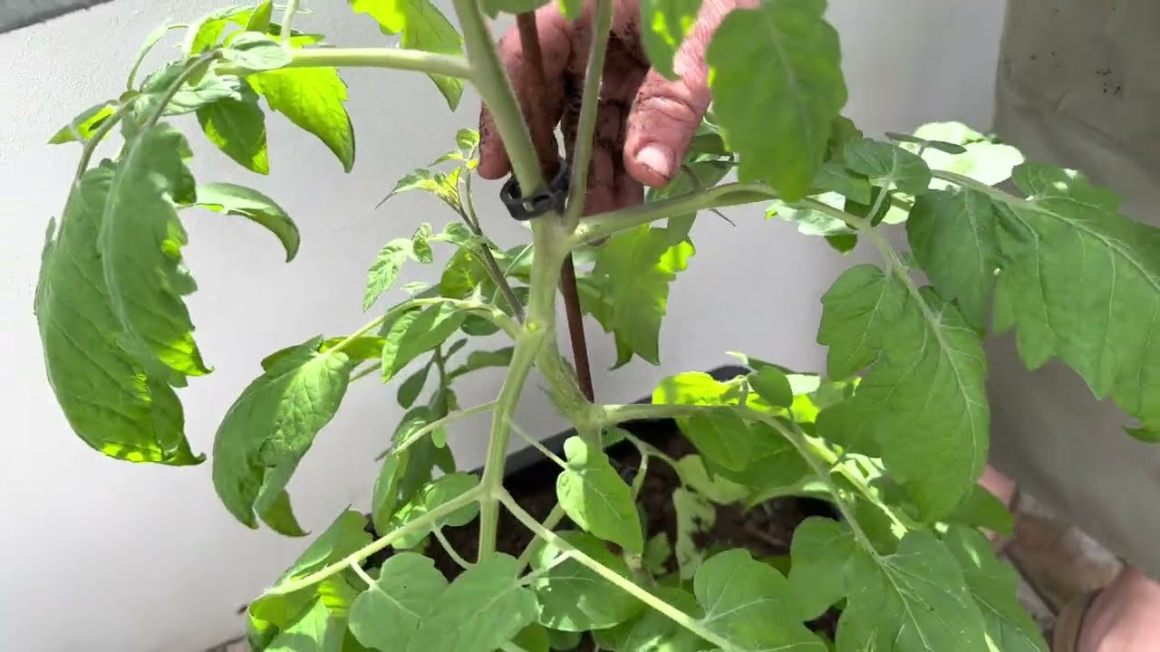 Plantning af tomater og knibning af planterne