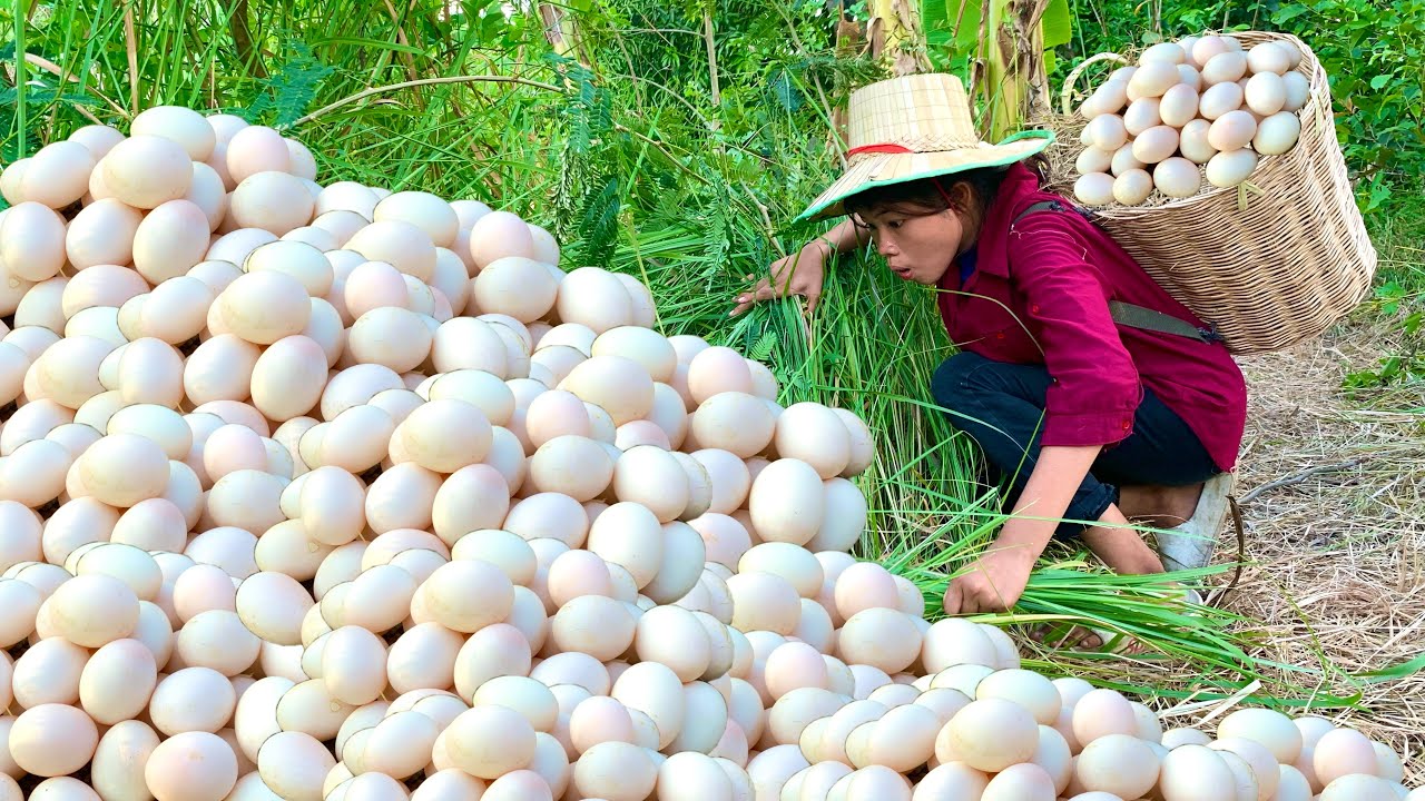 Wow, so many weird duck eggs A woman picks so many weird duck eggs in a field near a pond
