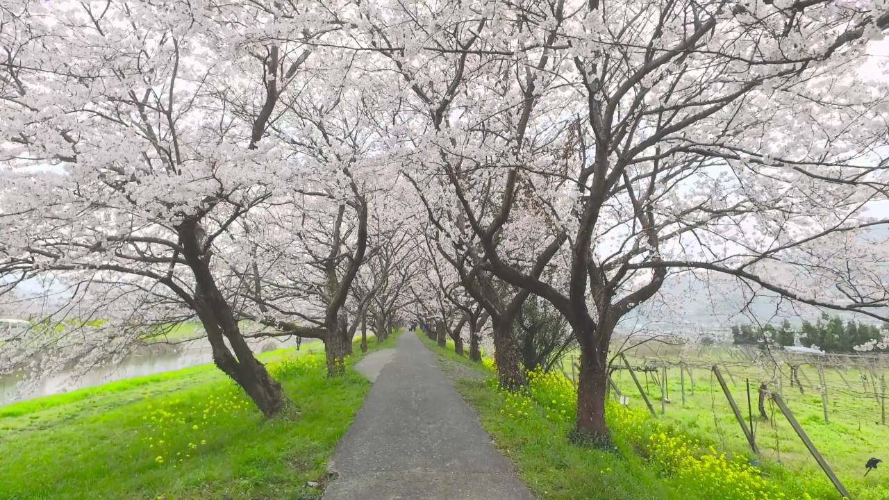 【公式】ULTRA HD 「うきは市・流川桜並木」 福岡