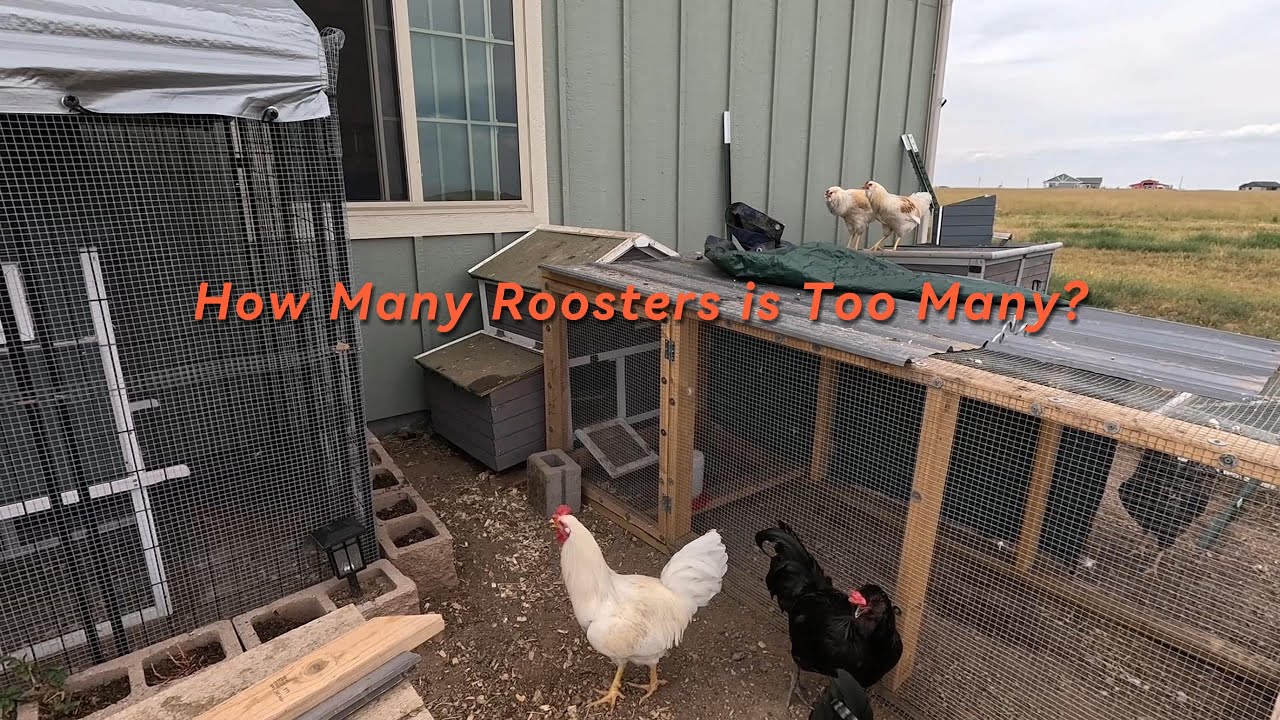 Episode 51:  How Many Roosters is Too Many?