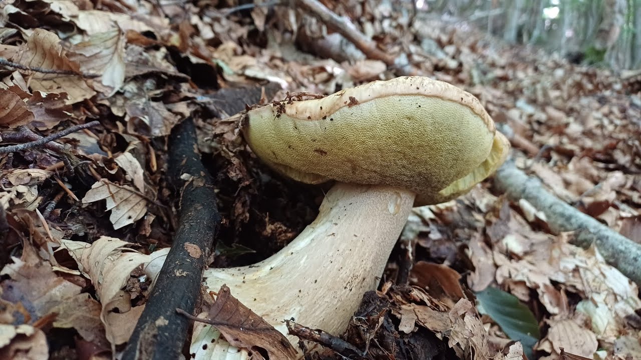 FUNGHI PORCINI LUGLIO 2025 - UN FINE LUGLIO INASPETTATO...DA RICORDARE 