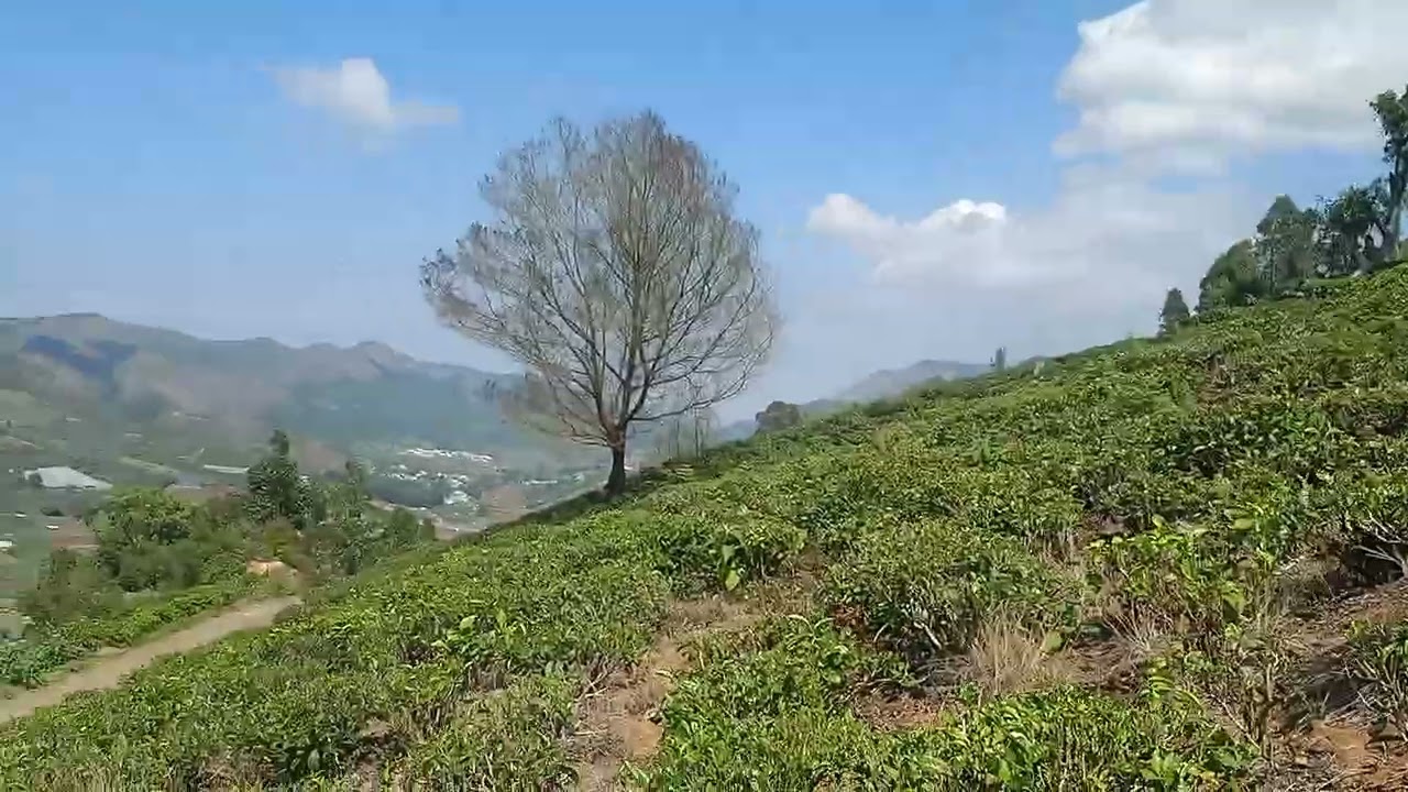 ooty 45 cents with excellent view, price 1.75 lakhs per cent,only genuine buyers contact 8098010487