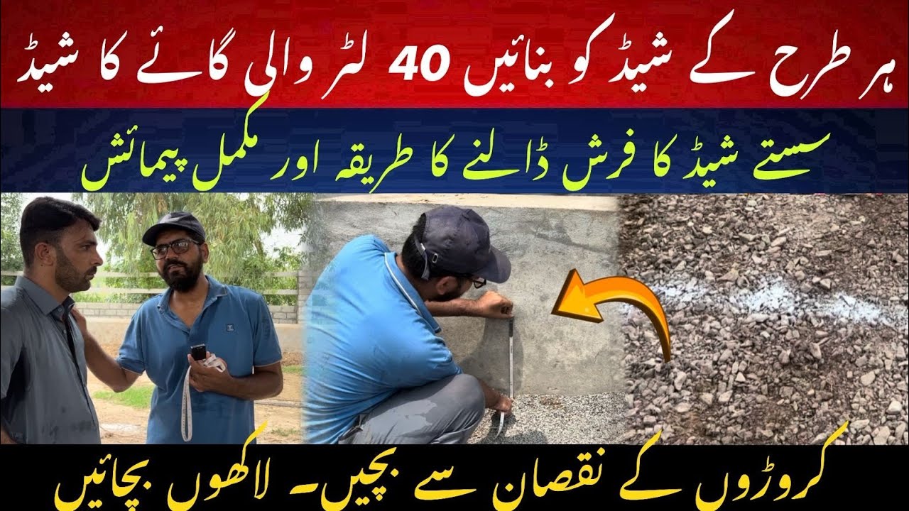 Save millions and make best cheap dairy shed II 40 liters cows best cheap dairy shed I Dr. MUZZAMMIL