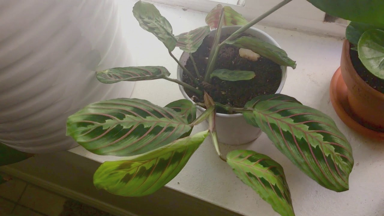 Houseplant Tour | Autumn 2017