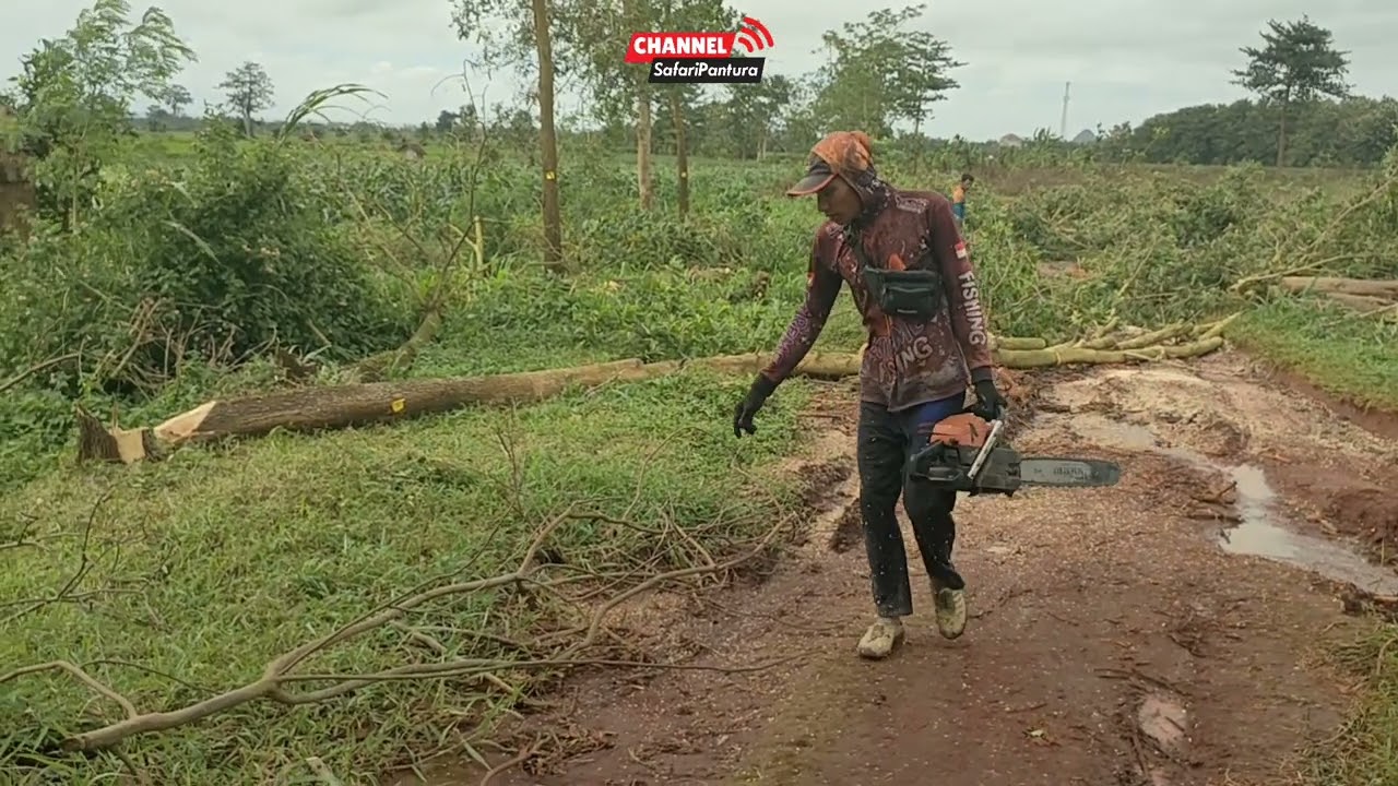 Detik-detik terakhir tebang pohon Accasia Mangium Sustainable forest (episode 1 )
