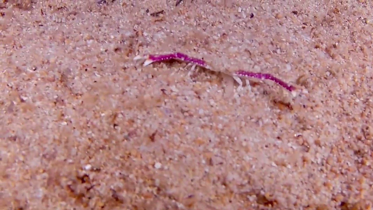 TAMARIU LA NUIT AMB VILASUB
