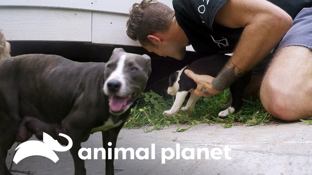 ¡Mamá desnutrida encuentra a sus cachorros! | Pit bulls y convictos | Animal Planet