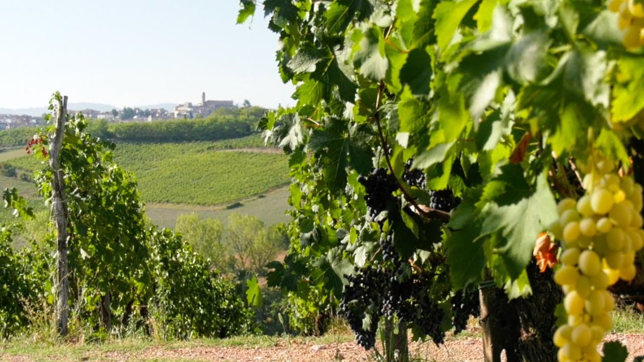 La tradizione del vino in Val Tidone