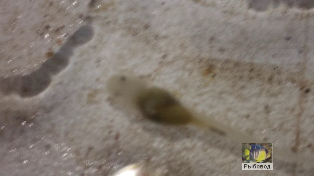 Личинка веслоноса! The larvae of paddlefish