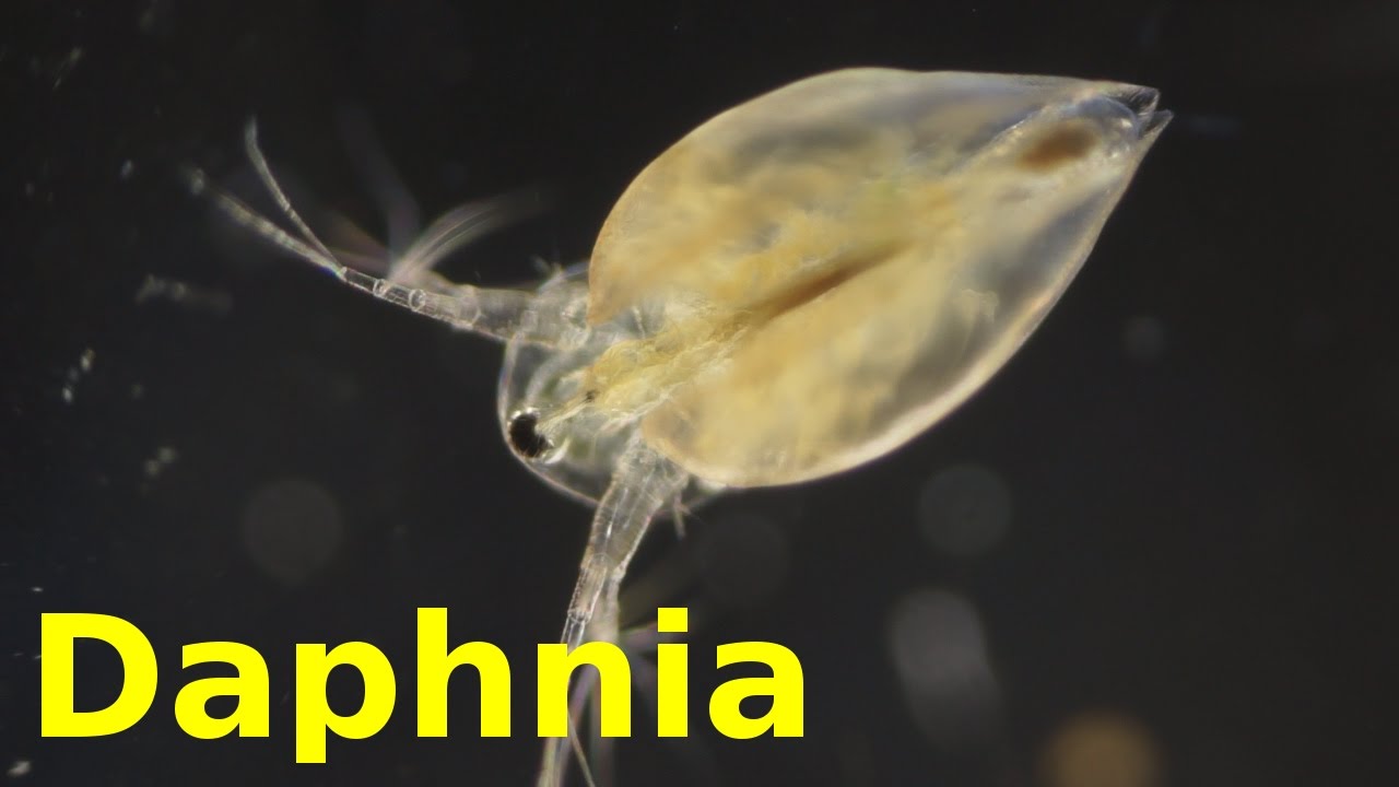 Daphnia