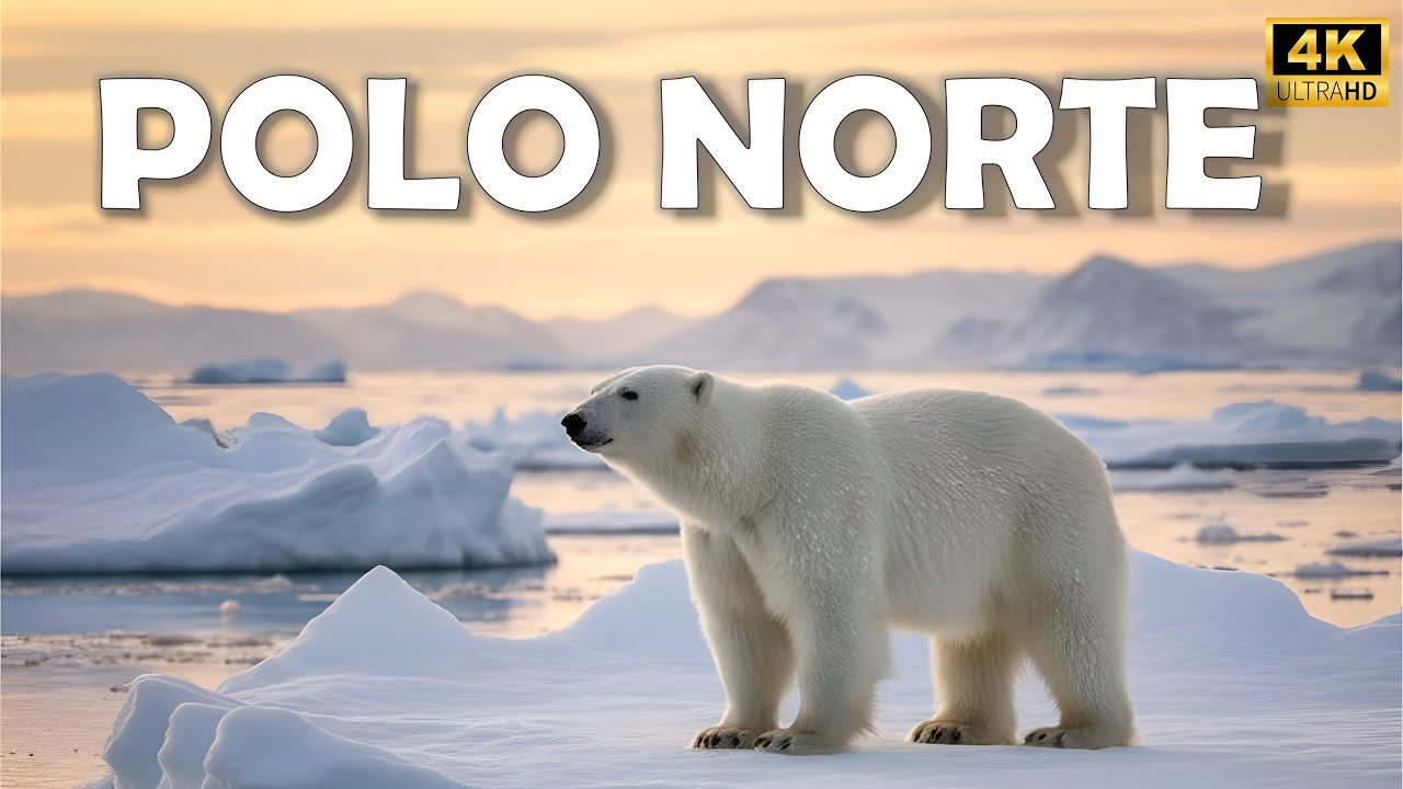 POLO NORTE: Vida Selvagem No Topo Do Mundo