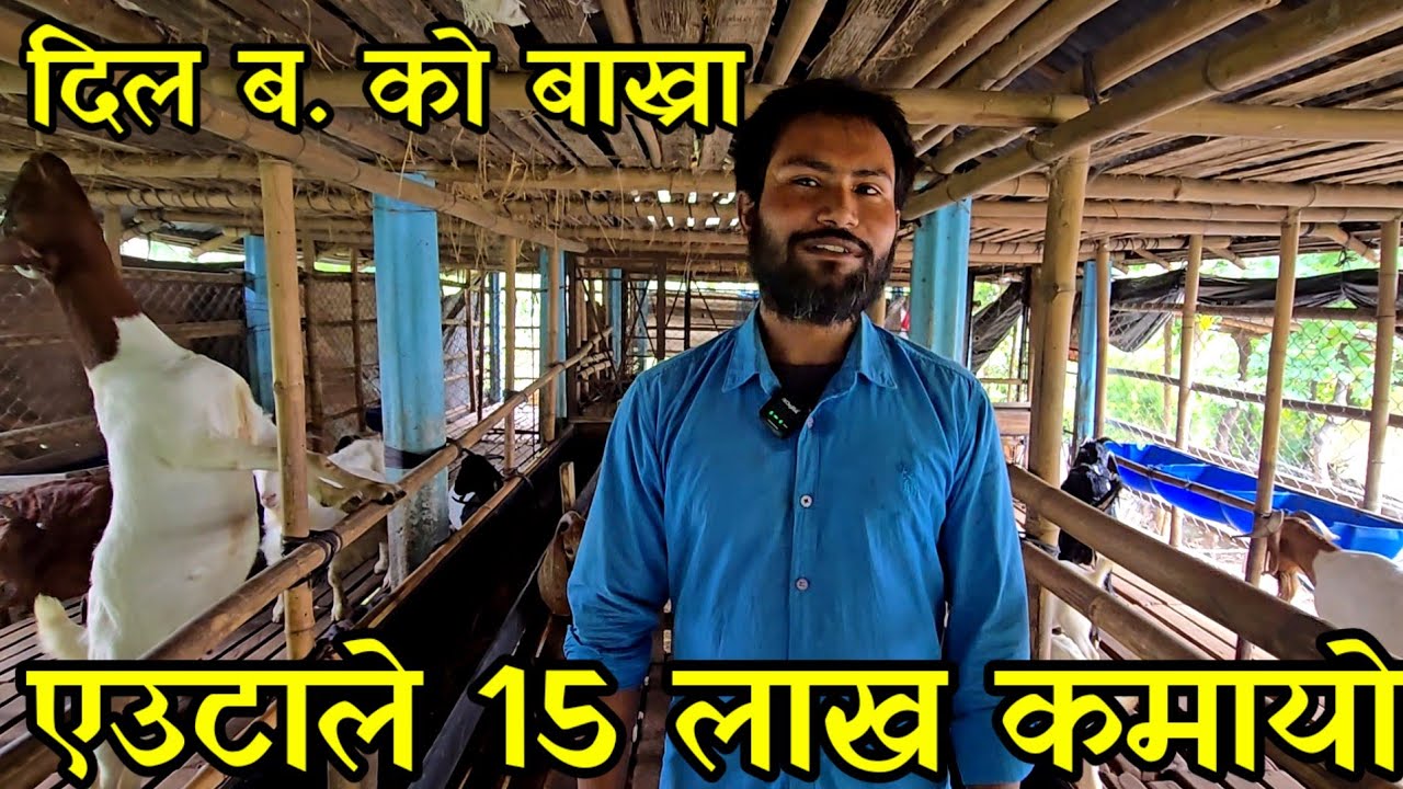 मात्रै 12 हजार लगानिले बाख्रा पाल्न थालेका दिल बहादुर, अहिले महिनाकै लाखौ कमाउदै  goat farming