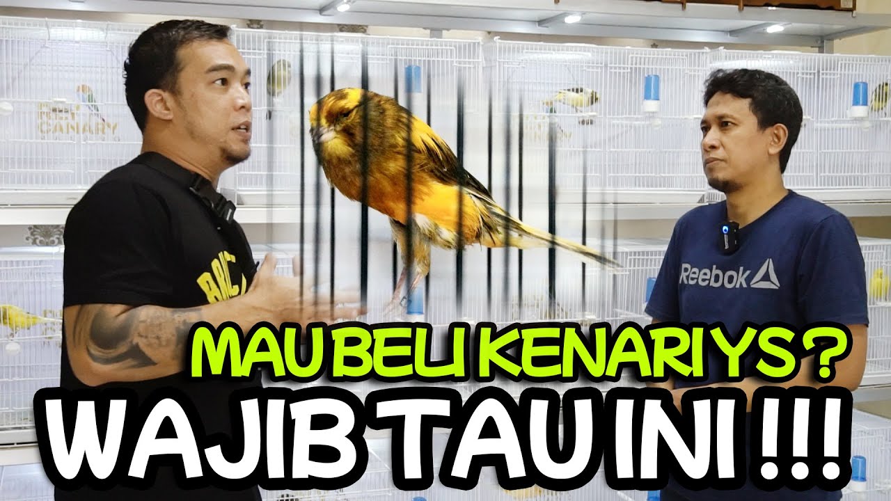MAU BELI KENARI YORKSHIRE?? WAJIB TAU INI DULU !!