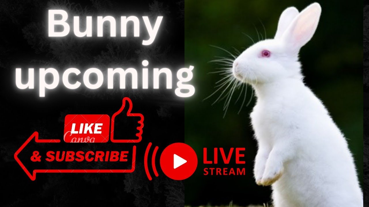 #Bunny vlogs new is live #petslovers #livestream #bunnylovers