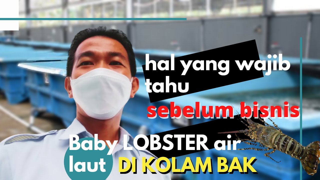 Hal Yang WAJIB Tahu sebelum bisnis BABY Lobster air Laut di KOLAM BAK