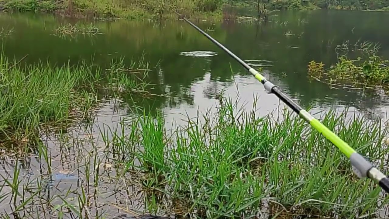 APES BARU MULAI MANCING HIJAN LEBAT #fishing #sungaimudal #mancing #mancingmania #mancingceria