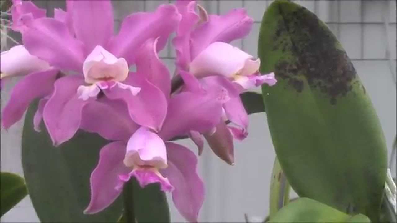 Cattleya Alliance Culture and History