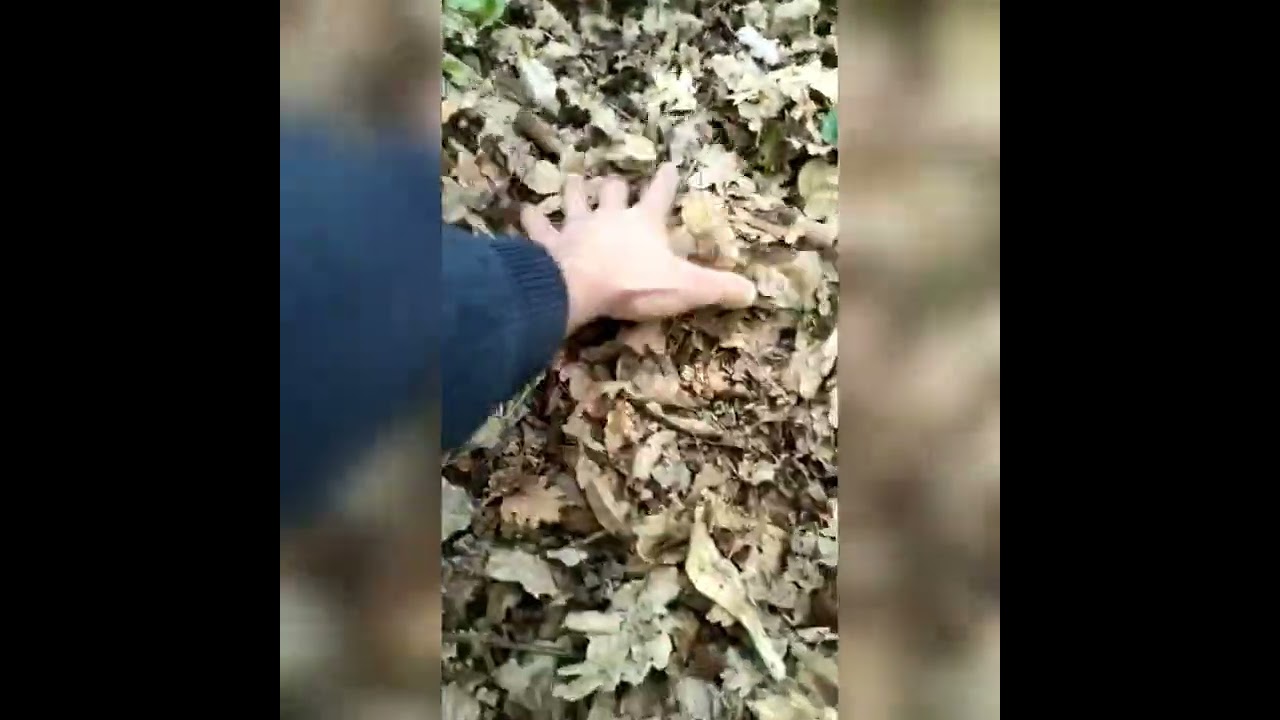 DE PERRETXIKOS POR EL VALLE! (calocybe gambosa)