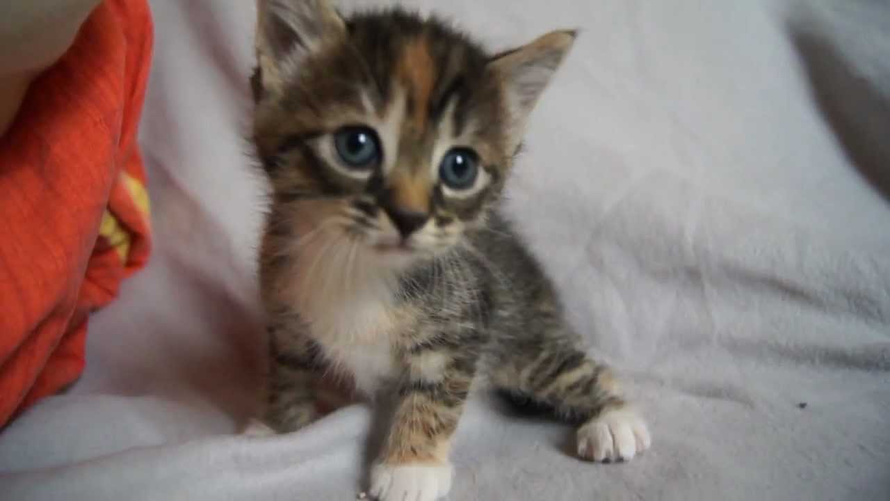 Cute Baby Kitten meows because Mama Cat is not there