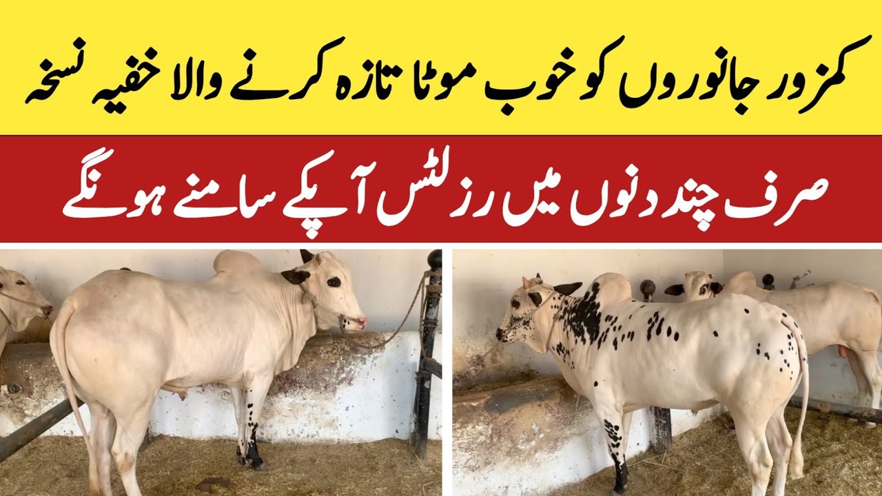 Kamzor Janwaron Ko Khoob Mota Karne Ka Khufia Nuskha