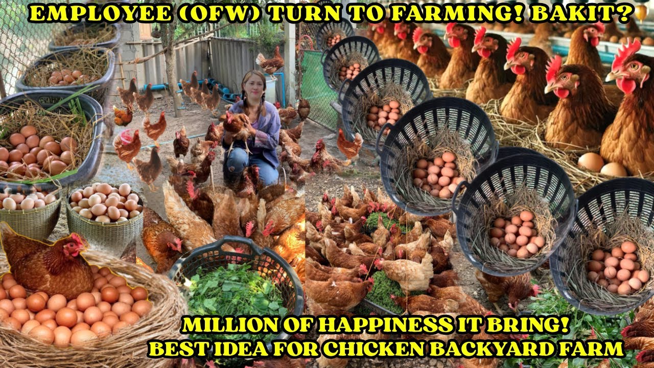 BEST IDEA FOR CHICKEN BACKYARD FARM || MARAMING EMPLOYEES (OFW) ANG GUSTO MAG FARMING! BAKIT?