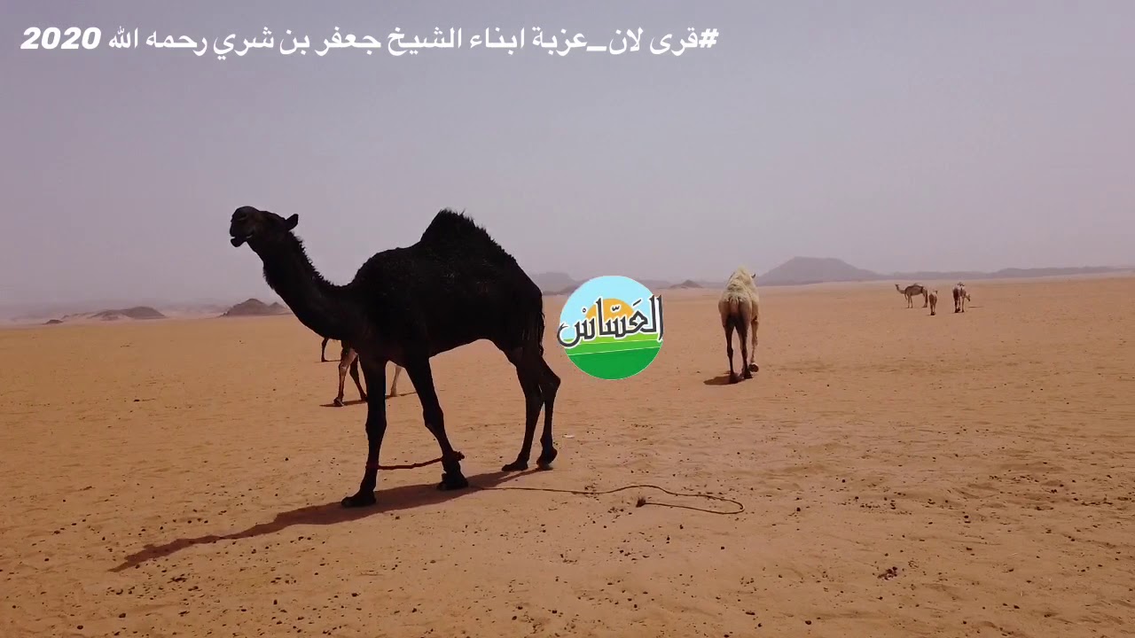 العساس 13 عزبة ابناء الشيخ /جعفر بن شري في قرى لان _ المريبخ في1441
